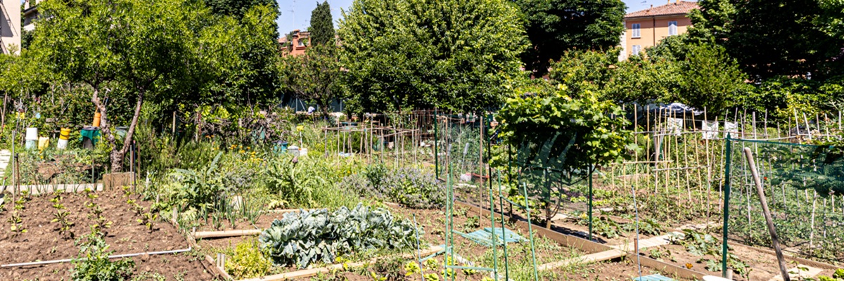 Foto di un orto urbano di Bologna